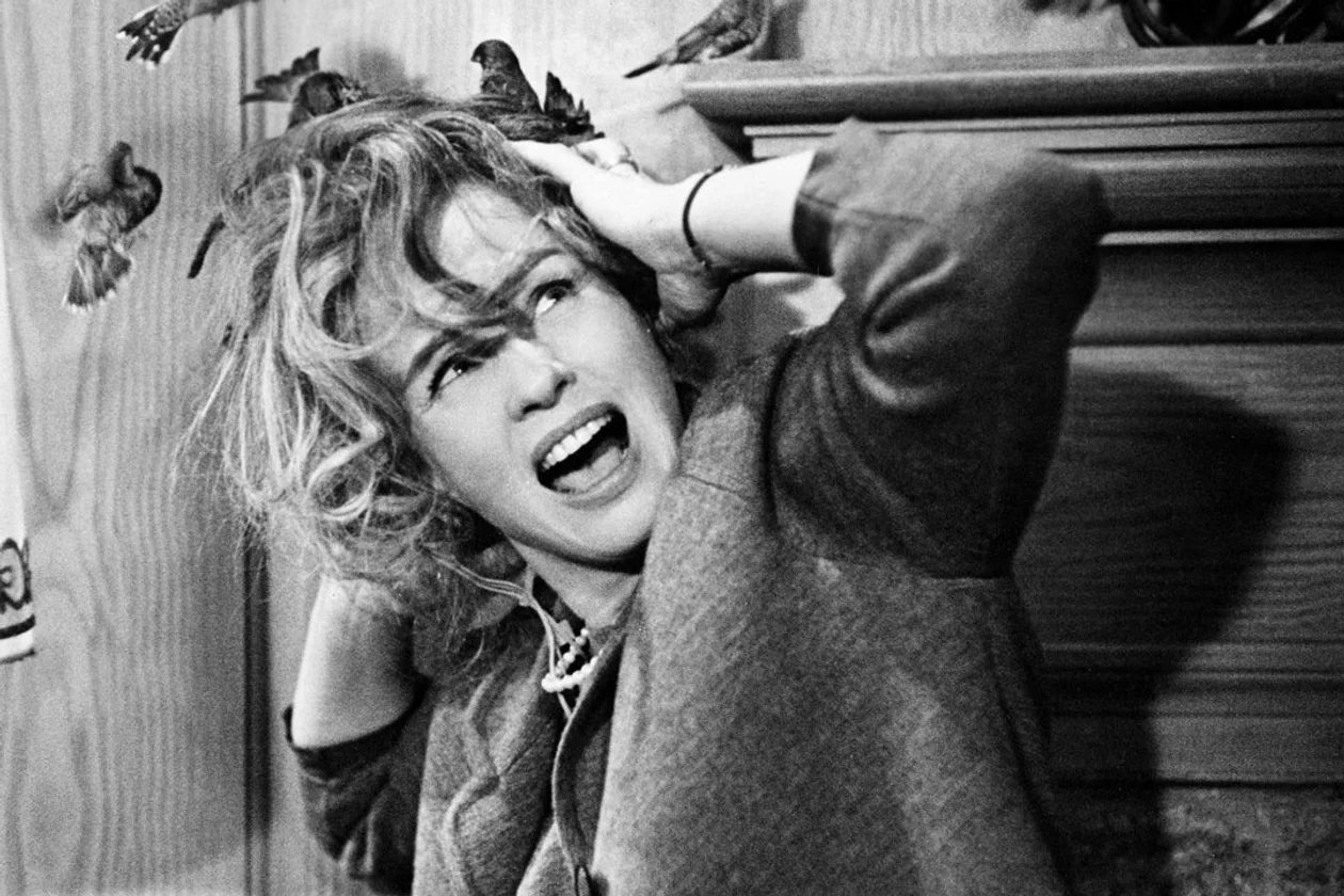 Кадр из фильма «Птицы»