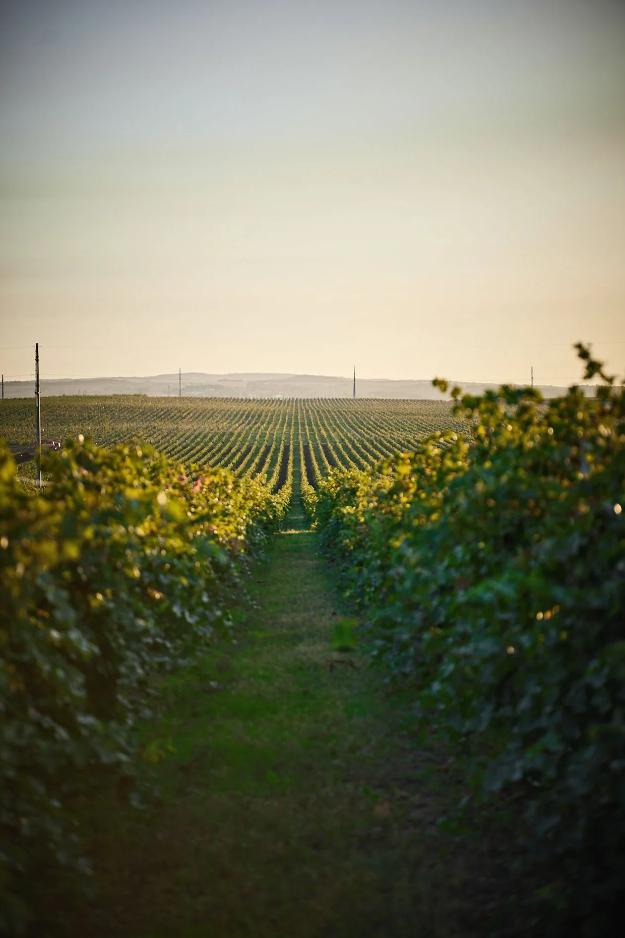 На 1250 гектарах виноградников «Олимпа» выращивают международные сорта «рислинг»,«каберне совиньон», «шардоне», а также авто­хтонные «саперави», «красностоп», «виорику». Источник: предоставлено пресс-службой Olymp Winery