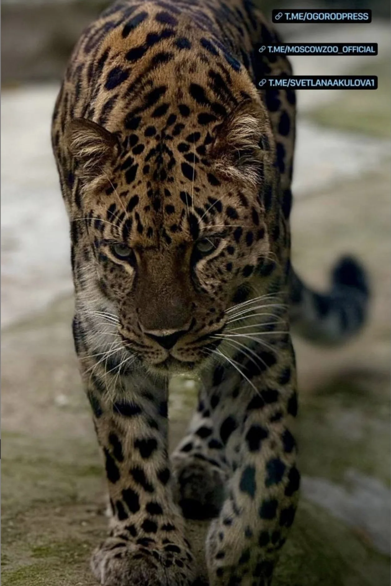 Пятнистый король<span style="background-color:rgb(255,255,255);color:rgb(142,142,142);font-family:__Monrope_55acca, __Monrope_Fallback_55acca;font-size:14px;"> @ann_mcfly</span>