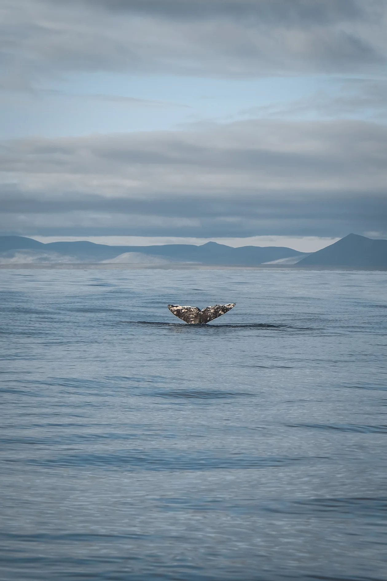 <span style="font-family:"Roboto Condensed", "Roboto Condensed Placeholder", sans-serif;font-size:14px;">В заливе Креста горбатые киты кормятся буквально в нескольких десятках метров от берега. Особенно их много в сентябре-октябре</span>