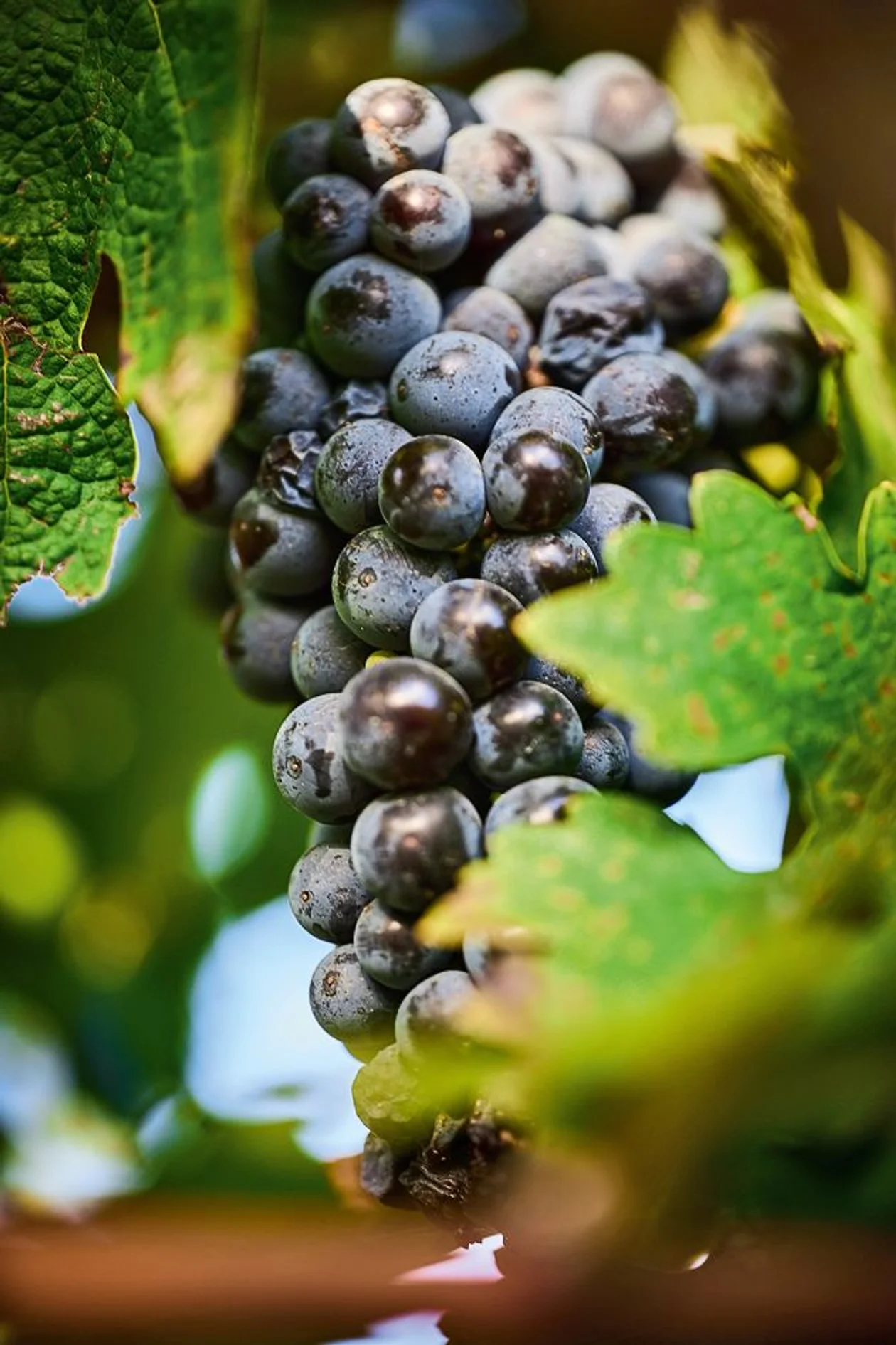 Источник: предоставлено пресс-службой Olymp Winery