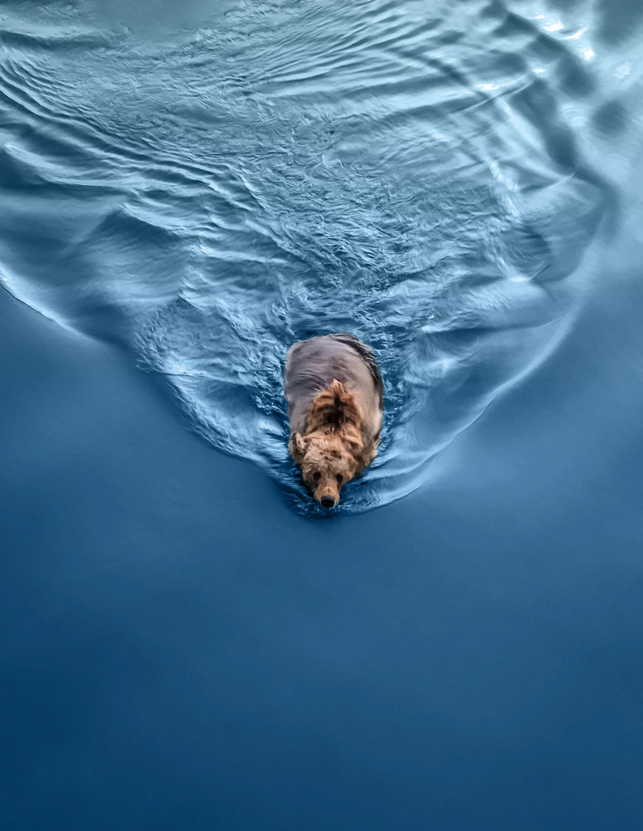 <span style="font-size:14px;">Бурый медведь на косе Мээчкын</span>